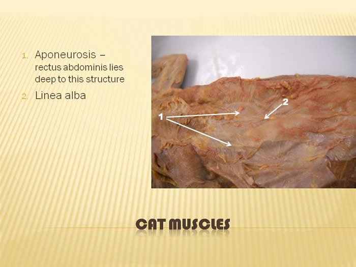 Abdomen View 3 Answers